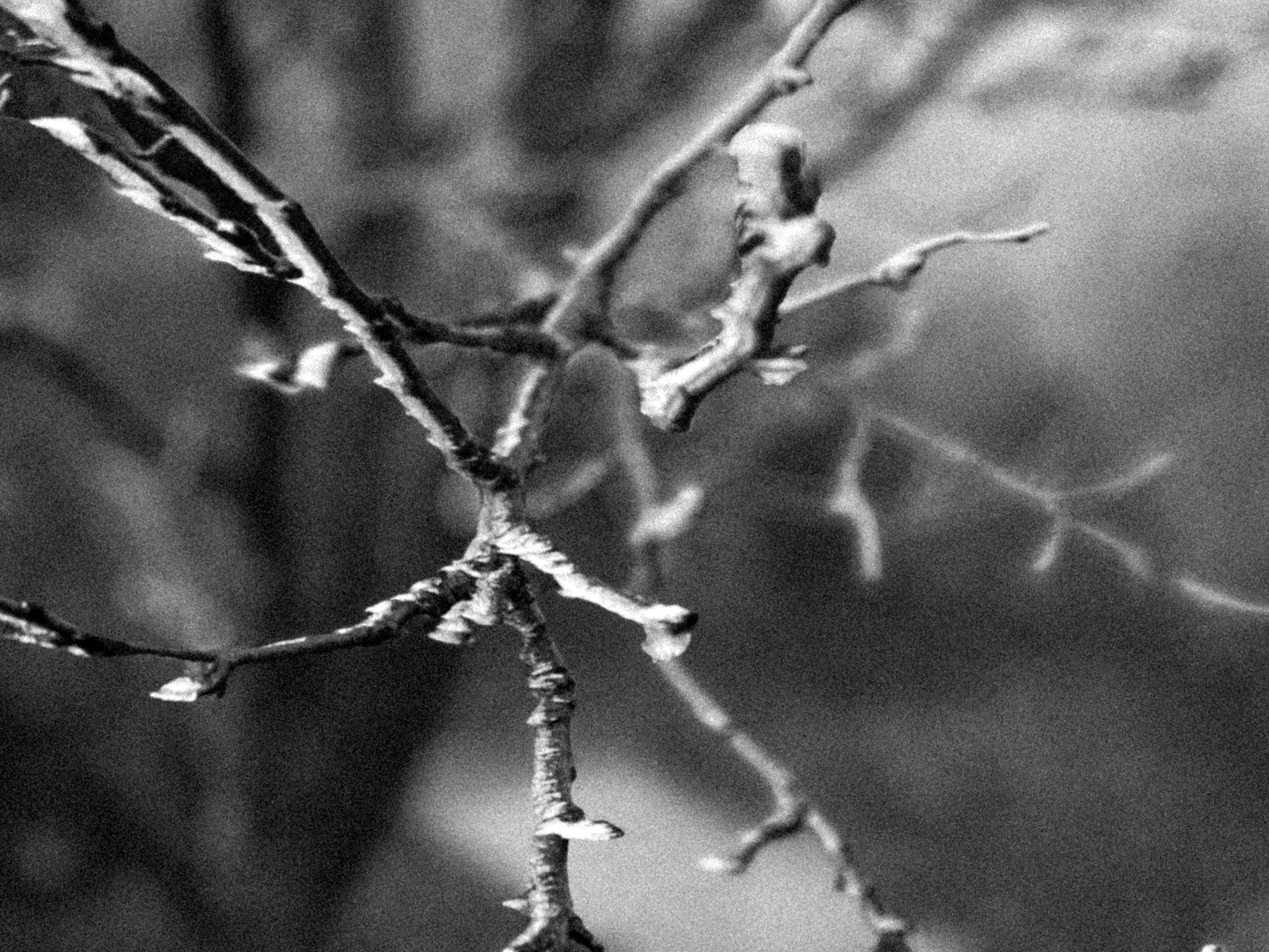 Black-and-white close-up of bare branches against a soft background
