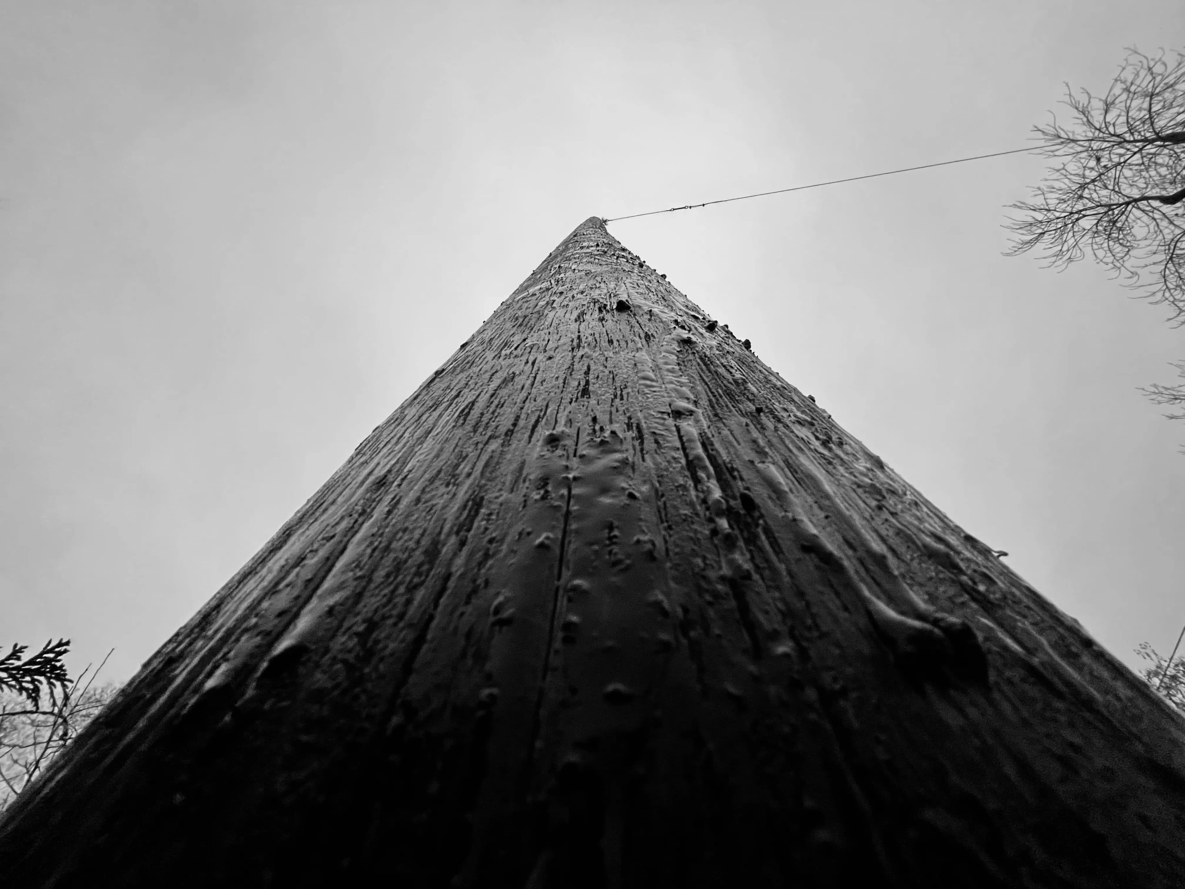 Black-and-white view up a tall tree trunk toward the sky